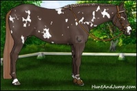 Horse Color:White Spotted Liver Chestnut 