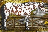 Horse Color:White Spotted Brown Appaloosa 