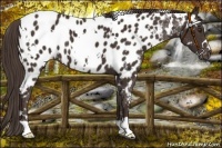 Horse Color:White Spotted Liver Chestnut Appaloosa 