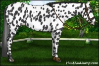 Horse Color:White Spotted Black Leopard 