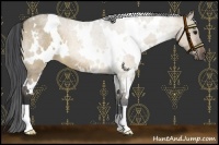 Horse Color:White Spotted Bay Roan Dun 