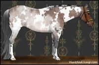 Horse Color:White Spotted Bay Roan 