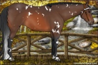 Horse Color:White Spotted Bay 