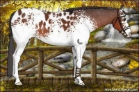 Horse Color:White Spotted Bay Near Leopard 