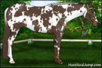 Horse Color:White Spotted Liver Chestnut 