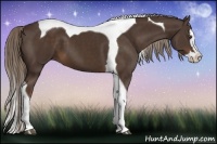 Horse Color:Liver Chestnut Splash Tobiano 
