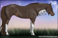 Horse Color:Liver Chestnut Tobiano 