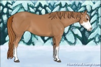 Horse Color:Chestnut Sabino