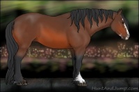 Horse Color:Bay Sabino 