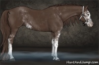 Horse Color:Liver Chestnut Sabino