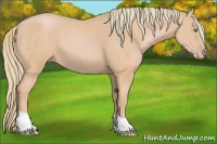Horse Color:Watercolor Gold Cream Champagne 