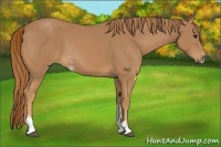 Horse Color:Chestnut Sabino 