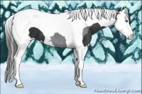 Horse Color:Black Splash Tobiano