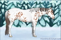 Horse Color:Bay Roan Tobiano Appaloosa