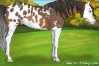 Horse Color:Buckskin Splash Appaloosa 