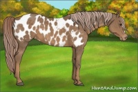 Horse Color:Chocolate Palomino Appaloosa 