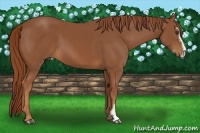 Horse Color:Chestnut Sabino