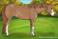 Horse Color:Chestnut Sabino