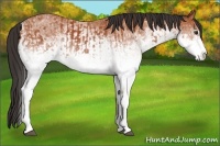 Horse Color:White Spotted Bay Splash  and White Spotted Bay 
