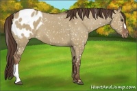 Horse Color:Liver Red Dun Appaloosa 