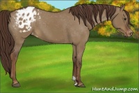 Horse Color:Liver Red Dun Appaloosa 
