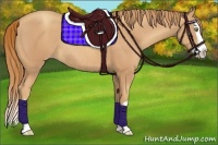 Horse Color:Gold Champagne Splash Rabicano 