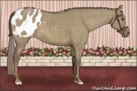 Horse Color:Chocolate Palomino Dun Appaloosa 