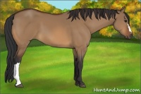Horse Color:Bay Dun 