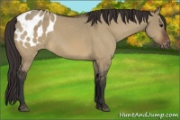 Horse Color:Brown Dun Appaloosa 