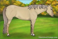 Horse Color:Chocolate Palomino Dun