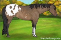 Horse Color:Brown Dun Appaloosa