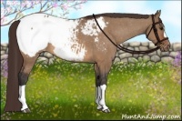 Horse Color:Bay Dun Appaloosa 
