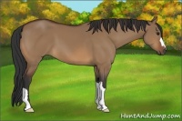 Horse Color:Bay Dun