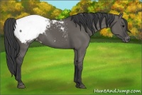 Horse Color:Grullo Appaloosa