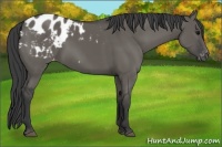 Horse Color:Grullo Appaloosa 