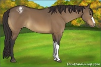 Horse Color:Brown Dun Appaloosa 