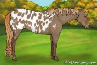 Horse Color:Liver Red Dun Appaloosa 