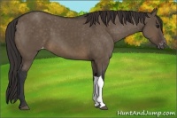 Horse Color:Brown Dun Varnish 