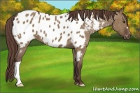 Horse Color:Liver Red Dun Near Leopard 