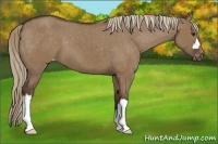 Horse Color:Liver Red Dun Appaloosa 