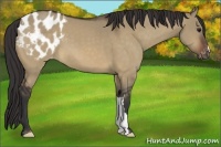 Horse Color:Bay Dun Appaloosa 