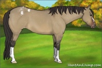 Horse Color:Bay Dun Appaloosa
