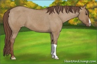 Horse Color:Red Dun Varnish 
