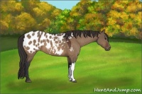 Horse Color:Brown Dun Appaloosa 
