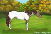 Horse Color:Liver Red Dun Snowcap 