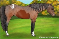 Horse Color:Brown Appaloosa  and Brown Appaloosa 