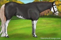 Horse Color:Liver Chestnut Sabino Splash