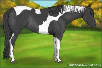 Horse Color:Smoky Black Tobiano Rabicano