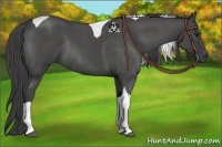Horse Color:Smoky Blue Roan Tobiano Rabicano