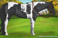 Horse Color:Black Tobiano 